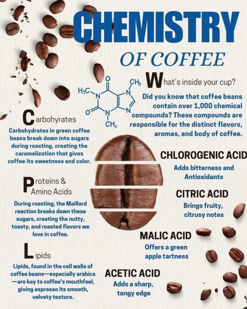 Why Ecuadorian Coffee Is Special – and How It Powers a More Sustainable Future
